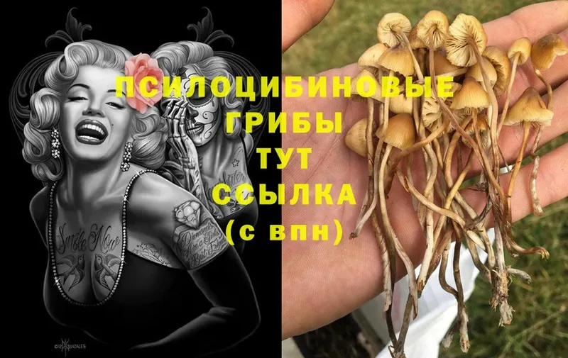 Галлюциногенные грибы Cubensis  Пушкино 