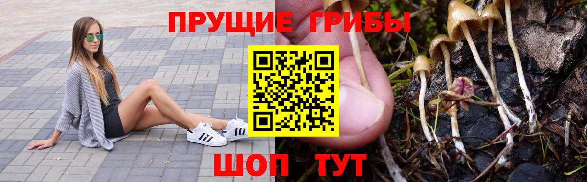 Галлюциногенные грибы Psilocybe Пушкино